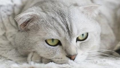 当模特要具有什么特点。